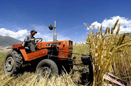 Farmer Gesang of the Tibetan ethnic group harvests wheat in Caigongtang Township of Lhasa, capital of southwest China's Tibet Autonomous Region, Aug. 23, 2008. Tibet has seen its GDP soar from 174 million RMB yuan (25.44 million U.S. dollars) in 1959 to 39.591 billion yuan (5.79 billion dollars) in 2008, with an annual growth rate of 8.9 percent on the average, according to the white paper titled "Fifty Years of Democratic Reform in Tibet" released on March 2, 2009 by the Information Office of the State Council, or China's Cabinet. (Xinhua/Purbu Zhaxi)