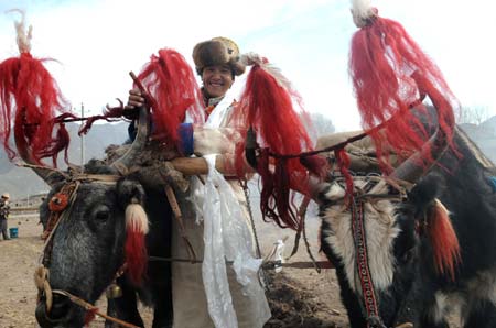  A villager decorates his bulls before a ceremony to mark the start of the spring farming season at Shexing Village, Doilung Deqen County, southwest China's Tibet Autonomous Region, March 15, 2009. (Xinhua/Soinam Norbu)