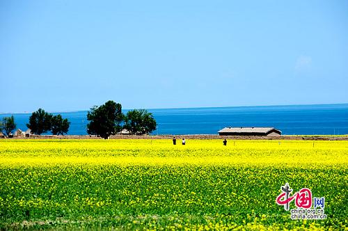 Чарующие пейзажи на озере Цинхайху