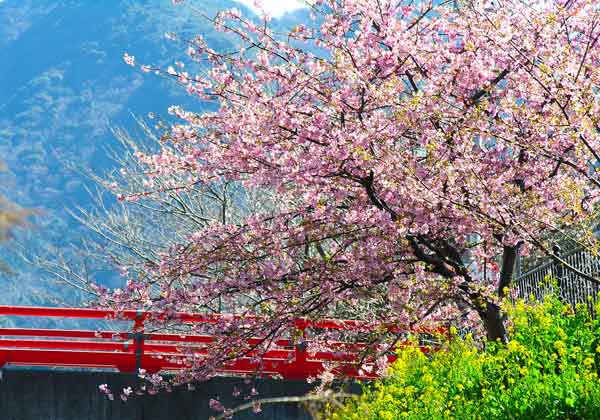 cherry tree blossom images. Most cherry tree varieties