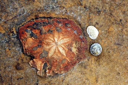 Photo taken on June 3, 2009 shows the echinus fossil at the Yehliu Geopark in Taipei County of southeast China's Taiwan Province. The Yehliu Geopark is one of the most well-known geoparks in northern Taiwan, featuring its scenery of efflorescence.