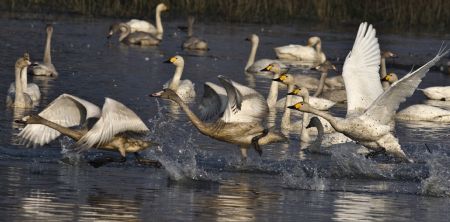A large flock of little swans splash water over the Donghu Lake, at Gangkou Town of Jiujang City, east China's Jiangxi Province, Nov. 23, 2009. Donghu lake has become the paradise for the migratory birds with sufficient food supply and safe and warm habitat as a result of local residents' better awareness and action on environmental protection and abundance of hydrophytes. (Xinhua/Yan Ping)