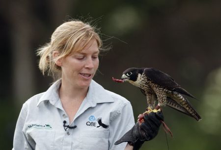 A Peregrine Falcon, who was found injured with a broken wing, eats pigeon perched on the hand of zoo trainer Erin Stone during a flying and hunting training session at Balmoral beach in Sydney December 9, 2009. After two months of veterinary treatment at Taronga zoo the peregrine falcon's wing was successfully re-aligned and the training to release it is becoming to an end.(Xinhua/Reuters Photo)