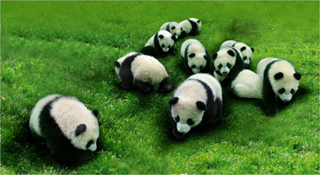 Ten giant pandas that will go to Shanghai is seen in Sichuan, China in this undated photo. [eastday.com]