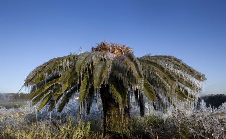 Icicles hang from a palm tree after being sprayed with water throughout the night to protect it from the cold weather in Plant City, Florida January 6, 2010.
