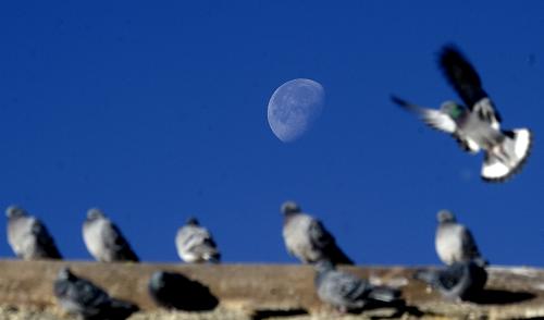 A half moon hangs in the sky over the Potala Palace in Lhasa, capital of Tibet on Jan. 5, 2010. (Xinhua/Phurbu Tashi)
