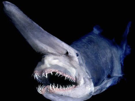 （Goblin Shark） Акула-гоблин