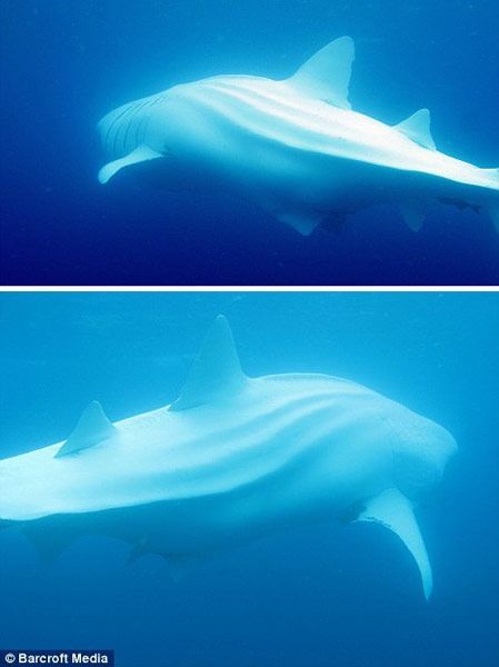 （White Whale Shark） Белая акула