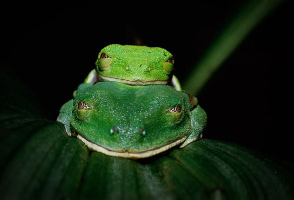 Лягушка «Agalychnis callidryas»