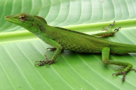 Ящерица Anolis cuscoensis