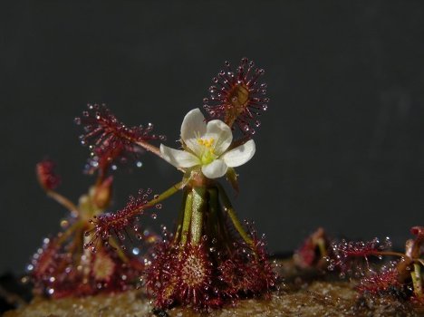 Растение Drosera amazonica