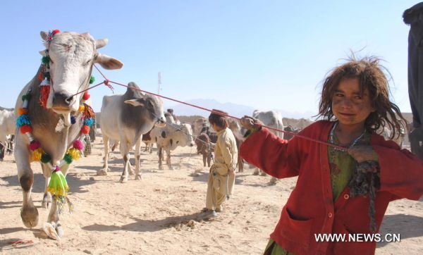 A Pakistani girl pulls her cow at a livestock market for the upcoming Eid al-Adha festival in southwest Pakistan's Quetta on Nov. 16, 2010. (Xinhua/Iqbal Hussain)(cl) 