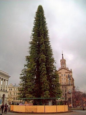 В Киеве ставят елку