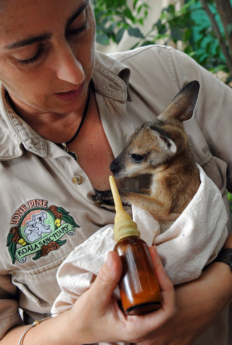 Детеныш кенгуру в Lone Pine Koala Sanctuary в Брисбене 15 января 2011 года