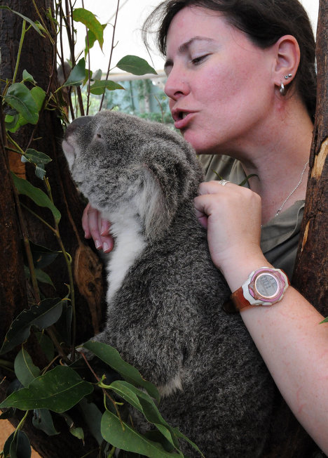 Коала в Lone Pine Koala Sanctuary в Брисбене 15 января 2011 года