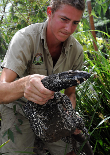 Рептилия в Lone Pine Koala Sanctuary в Брисбене 15 января 2011 года