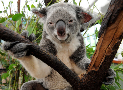 Коала в Lone Pine Koala Sanctuary в Брисбене 15 января 2011 года