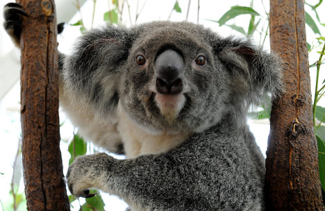 Коала в Lone Pine Koala Sanctuary в Брисбене 15 января 2011 года