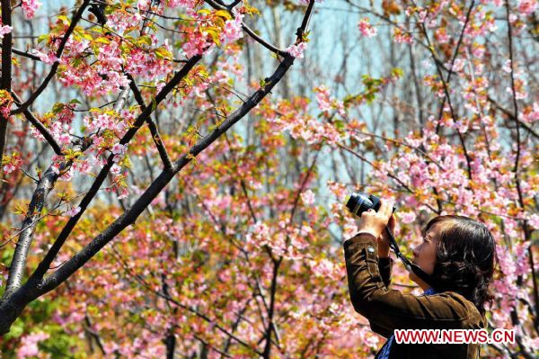 A visitor takes photo of cherry blossoms in Gucun Park of east China's Shanghai, March 30, 2011. The first Shanghai Cherry Blossom Festival is held here with tens of thousands of cherry trees scattering at an area of more than 200 mu (13.3 hectares). (Xinhua/Yuan Yun) (lfj) 