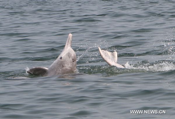 Two Chinese white dolphins play in the Sanniang Bay of Qinzhou city, southwest China's Guangxi Zhuang Autonomous Region, April 16, 2011. Sanniang Bay scenic zone is one of the habitats of the Chinese white dolphins, which is under the state first-grade protection and known as the 'giant panda in the sea'. In recent years, the Chinese white dolphins in Sanniang Bay have attracted numerous tourists from home and abroad. (Xinhua/Zeng Kaihong)(zxh) 