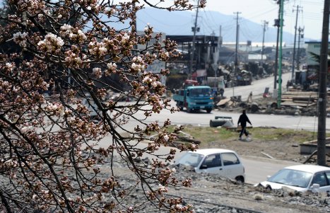 Вишня зацвела в пострадавших от землетрясени районах Японии