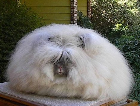 Ангорский кролик (Angora rabbit)