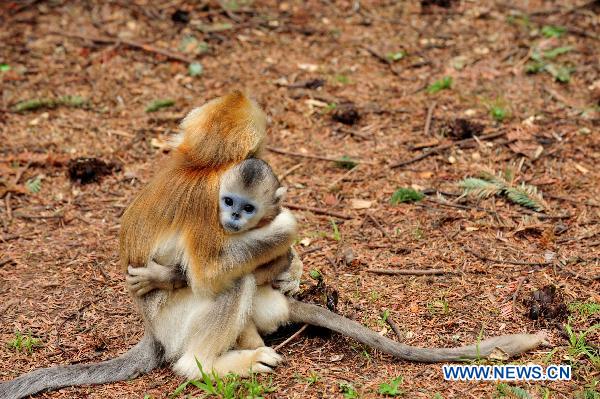 cute golden monkeys in shennongjia nature reserve