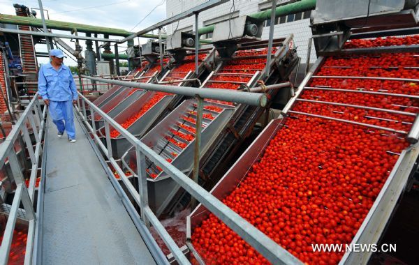 A worker examines the tomato processing in Wusu Tomato Products Co., of COFCO Tunhe Co., Ltd. in Changji Prefecture, northwest China's Xinjiang Uygur Autonomous Region, Aug. 6, 2011.      With the arrival of tomato harvest season, agricultural food producers like the Xinjiang-based food manufacturer COFCO Tunhe Co., Ltd., a wholly-owned subsidiary of China's largest agricultural food producer COFCO Co., Ltd., has started their harvest here.      The tomato output in Xinjiang accounts for more than 70 percent of the national total and the region is able to annually export over 700,000 metric tons of tomato products like catch-up to more than 100 countries and regions. (Xinhua/Jiang Wenyao) (lfj) 