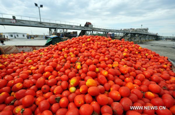 Photo taken on Aug. 6, 2011 shows harvested tomatoes for processing in Wusu Tomato Products Co. of COFCO Tunhe Co., Ltd. in Changji Prefecture, northwest China's Xinjiang Uygur Autonomous Region, Aug. 6, 2011.     With the arrival of tomato harvest season, agricultural food producers like the Xinjiang-based food manufacturer COFCO Tunhe Co., Ltd., a wholly-owned subsidiary of China's largest agricultural food producer COFCO Co., Ltd., has started their harvest here.      The tomato output in Xinjiang accounts for more than 70 percent of the national total and the region is able to annually export over 700,000 metric tons of tomato products like catch-up to more than 100 countries and regions. (Xinhua/Jiang Wenyao) (lfj) 