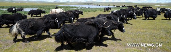 Yaks graze on the grassland in northern part of southwest China's Tibet Autonomous Region, Aug. 10, 2011. The sunny sky brightens the grassland as autumn creeps in. (Xinhua/Chogo)(ry)  
