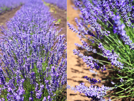 Крупнейшая лавандовая ферма в Южном полушарии (Bridestowe Lavender Farm) 1