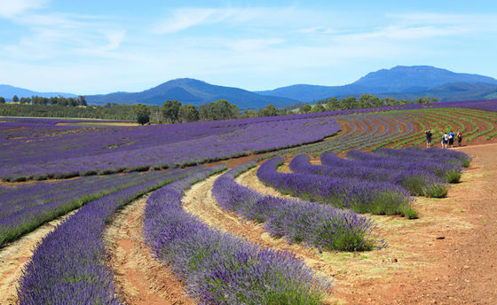 Крупнейшая лавандовая ферма в Южном полушарии (Bridestowe Lavender Farm) 2