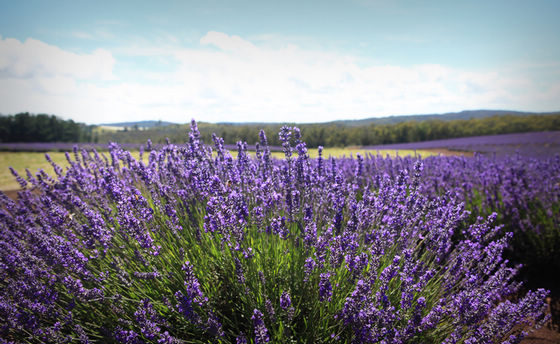 Крупнейшая лавандовая ферма в Южном полушарии (Bridestowe Lavender Farm) 11