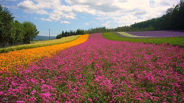 10 самых красивых цветочных полей в мире 