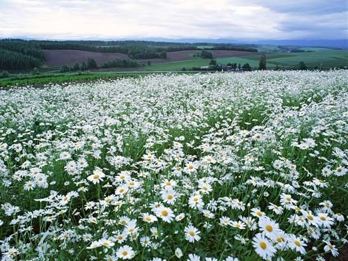 10 самых красивых цветочных полей в мире 