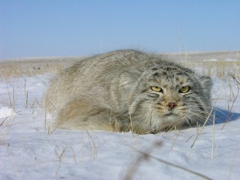 Манул в Даурском заповеднике