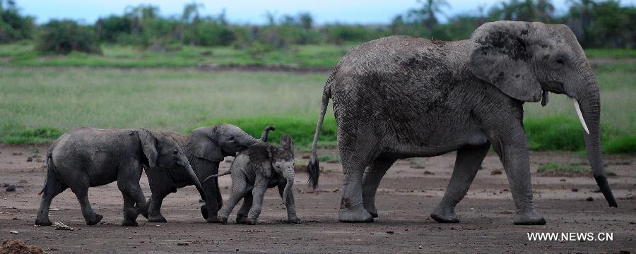 KENYA-NATURE-ELEPHANT