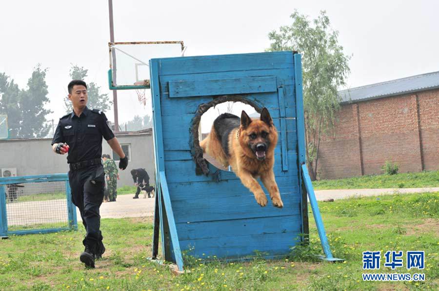 探访神秘的警犬训练基地