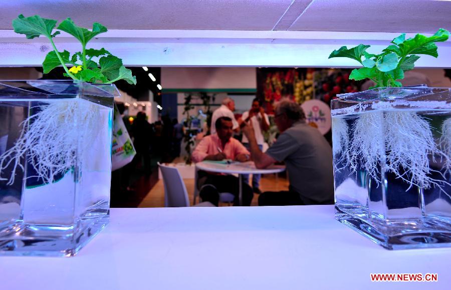 Two pots of soilless cultivation plants are displayed during the Agri-tech Israel 2012 in Tel Aviv, Israel, May 16, 2012. The 18th International Agiricultural Exhibition and Conference, Agritech Israel 2012, kicked off on May 15, 2012, and will last till May 17. (Xinhua/Yin Dongxun) 
