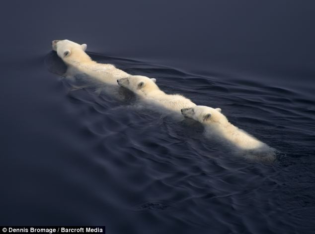 A polar bear mother led its cubs on a 60-mile swim for their lives after being marooned on an ice floe.  Photographer Dennis Bromage captured the precious moments. (Photo Source: huanqiu.com)