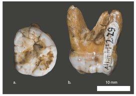 Зуб ранее неизвестного типа людей, найденный в Денисовой пещере на Алтае.