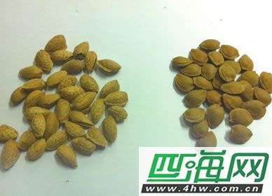 扁桃仁与杏仁的区别