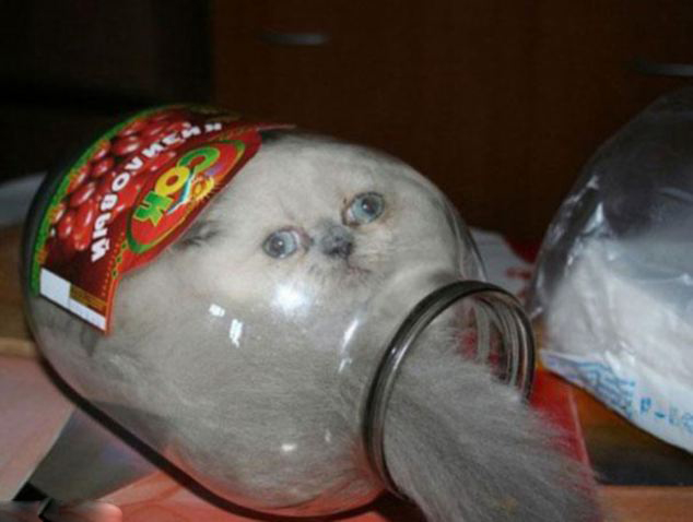 Stuck kitties