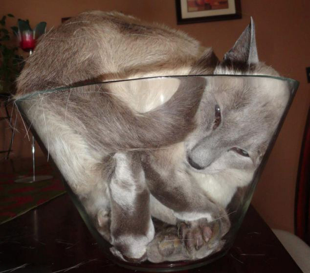 Stuck kitties