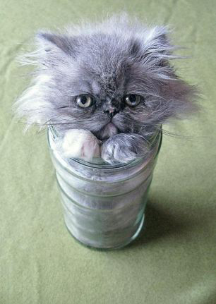 Stuck kitties