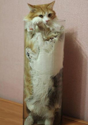 Stuck kitties