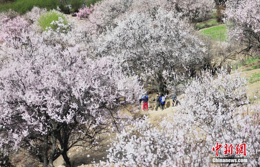 西藏林芝桃花盛放喜迎八方来客