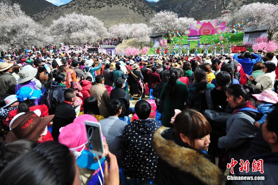 西藏林芝桃花盛放喜迎八方来客