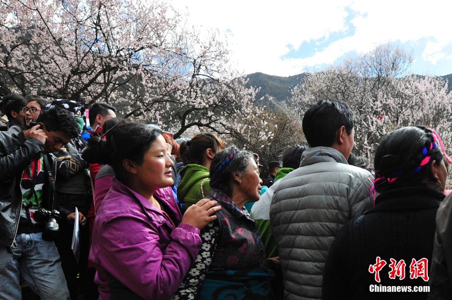 西藏林芝桃花盛放喜迎八方来客