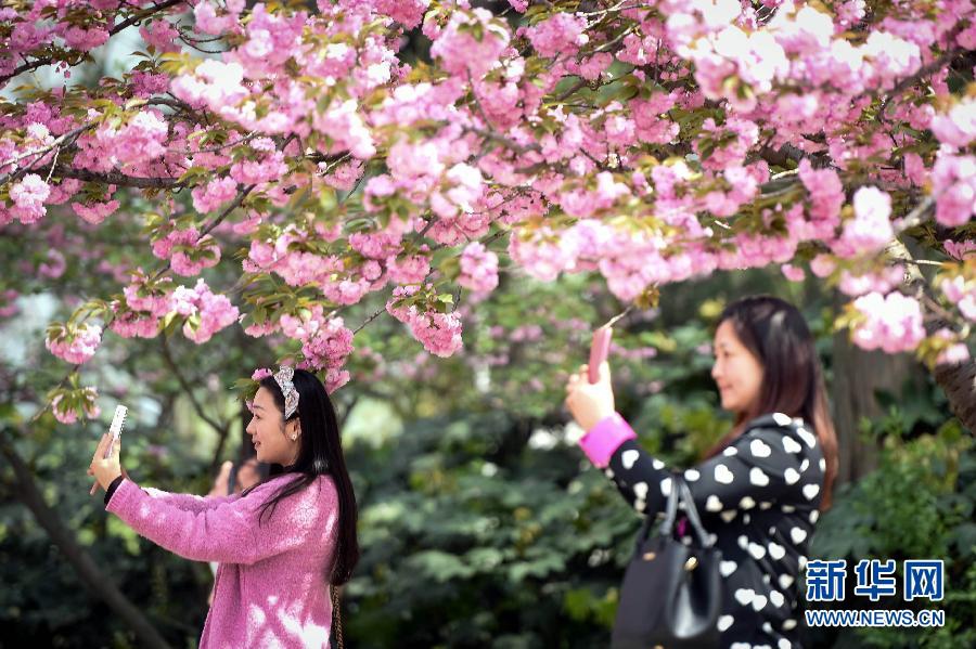 樱花盛开